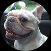 whitedogvint